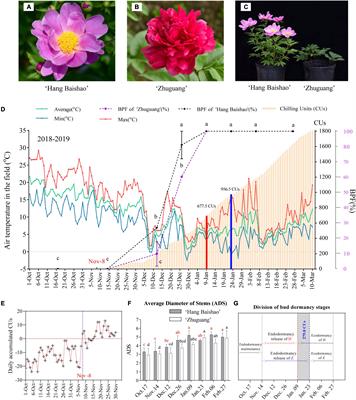 Comparative Study on Physiological Responses and Gene Expression of Bud Endodormancy Release Between Two Herbaceous Peony Cultivars (Paeonia lactiflora Pall.) With Contrasting Chilling Requirements